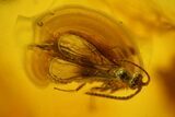 Two Fossil Caddisflies and a Wasp in Baltic Amber #150727-1